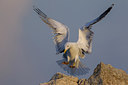 BUITEN BEELD Foto: 222872
