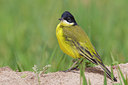 BUITEN BEELD Foto: 222887