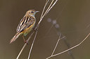 BUITEN BEELD Foto: 222888