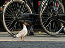 BUITEN BEELD Foto: 222906
