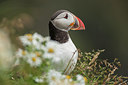 BUITEN BEELD Foto: 222941
