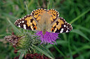 BUITEN BEELD Foto: 223033