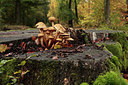 BUITEN BEELD Foto: 223061