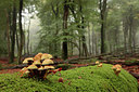 BUITEN BEELD Foto: 223064