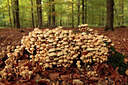 BUITEN BEELD Foto: 223067