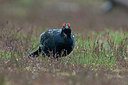 BUITEN BEELD Foto: 223154
