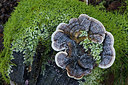 BUITEN BEELD Foto: 223226