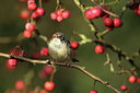 BUITEN BEELD Foto: 223252
