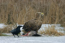BUITEN BEELD Foto: 223287