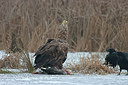 BUITEN BEELD Foto: 223289