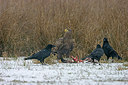 BUITEN BEELD Foto: 223351