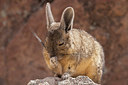 BUITEN BEELD Foto: 223355
