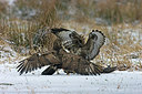 BUITEN BEELD Foto: 223382