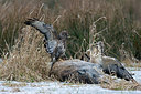 BUITEN BEELD Foto: 223383