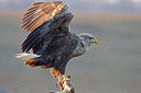 BUITEN BEELD Foto: 223396