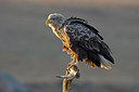BUITEN BEELD Foto: 223397