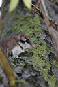 BUITEN BEELD Foto: 223423
