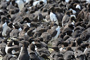 BUITEN BEELD Foto: 223562
