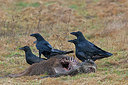 BUITEN BEELD Foto: 223564