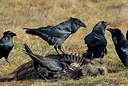 BUITEN BEELD Foto: 223566