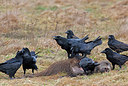 BUITEN BEELD Foto: 223569