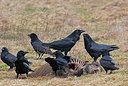 BUITEN BEELD Foto: 223570