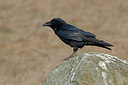 BUITEN BEELD Foto: 223590