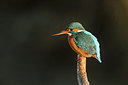 BUITEN BEELD Foto: 223604