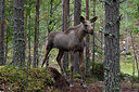 BUITEN BEELD Foto: 223622