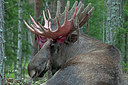 BUITEN BEELD Foto: 223625