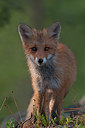 BUITEN BEELD Foto: 223669