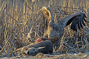 BUITEN BEELD Foto: 223670