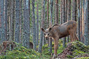 BUITEN BEELD Foto: 223713