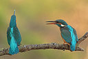 BUITEN BEELD Foto: 223731
