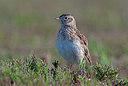 BUITEN BEELD Foto: 223735