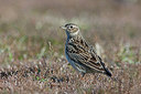 BUITEN BEELD Foto: 223736