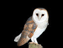 BUITEN BEELD Foto: 223868