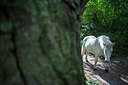 BUITEN BEELD Foto: 223895