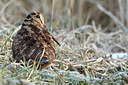BUITEN BEELD Foto: 223998