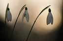 BUITEN BEELD Foto: 224000