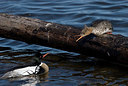BUITEN BEELD Foto: 224078