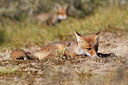 BUITEN BEELD Foto: 224118