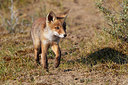 BUITEN BEELD Foto: 224119
