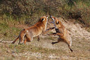 BUITEN BEELD Foto: 224162