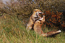 BUITEN BEELD Foto: 224168