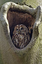 BUITEN BEELD Foto: 224315