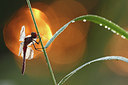 BUITEN BEELD Foto: 224415