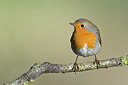 BUITEN BEELD Foto: 224482