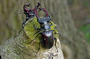 BUITEN BEELD Foto: 224494