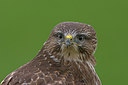 BUITEN BEELD Foto: 224534